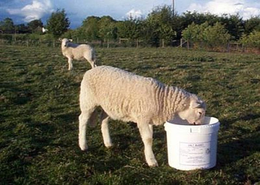 DK Sheep Molamin Bucket 20 kg